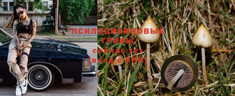 Галлюциногенные грибы MAGIC MUSHROOMS  blacksprut ССЫЛКА  Советский  закладка 